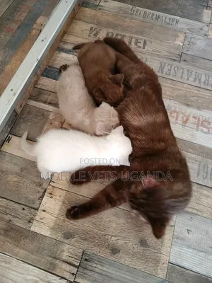 Purebred Bombay Kitten - 1-3 Months Male