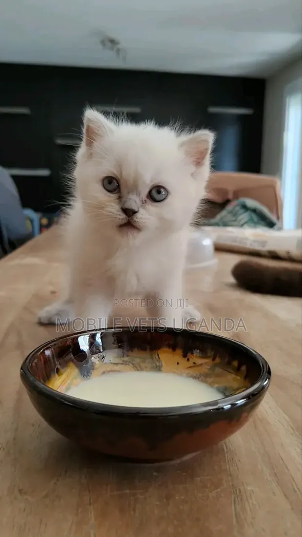 Purebred Bombay Kitten - 0-1 Month Old Male - 1