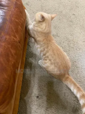 Male Purebred American Curl Kitten (0-1 Month)