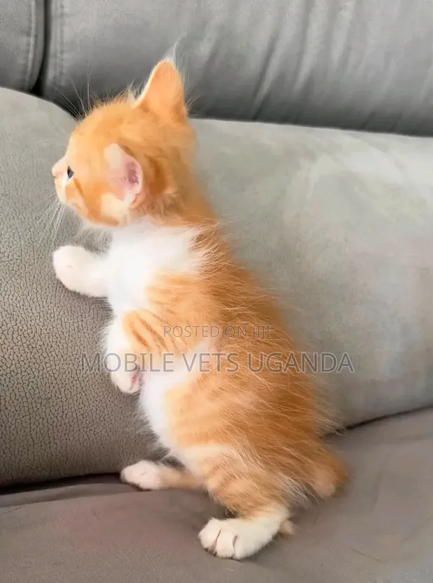 Male Exotic Kitten, 0-1 Month - 1