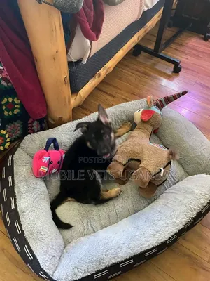 1-3 Month Male Purebred German Shepherd