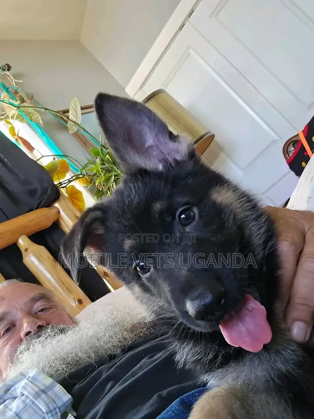 1-3 Month Old Male Purebred German Shepherd Puppy - 1