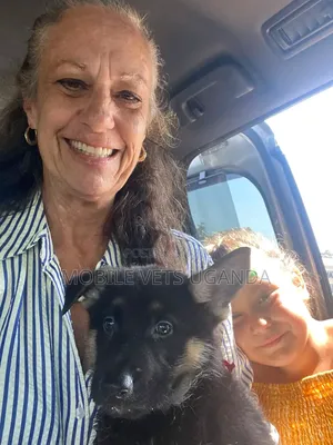 Female Purebred German Shepherd Puppy (1-3 Months)