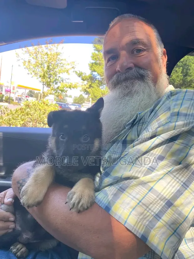 Female Purebred German Shepherd, 3-6 Months - 1
