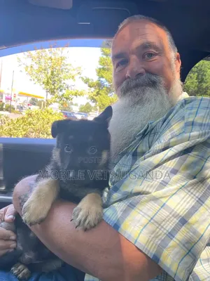Female Purebred German Shepherd, 3-6 Months