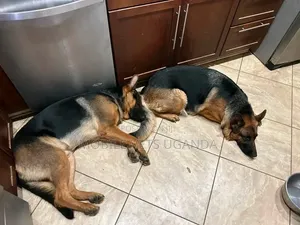 Female Purebred German Shepherd (6-12 Months)