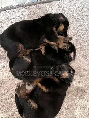 1-3 Month Male Purebred German Shepherd