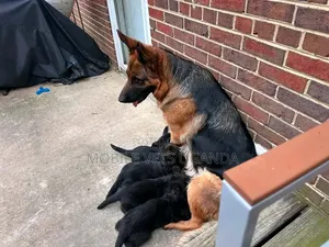 Female Purebred German Shepherd Puppy (1-3 Months)