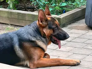 Purebred German Shepherd - 6-12 Months Female