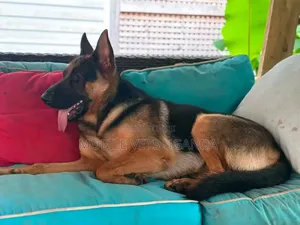 3-6 Month Male Purebred German Shepherd
