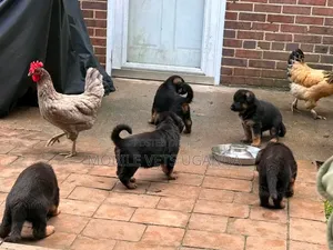 Purebred German Shepherd Puppy - 0-1 Month Old