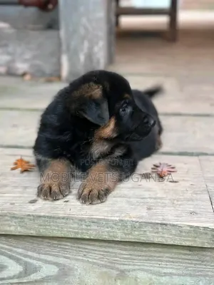Female Purebred German Shepherd Puppy (1-3 Months)