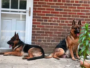 Female German Shepherd - 1+ Year Old