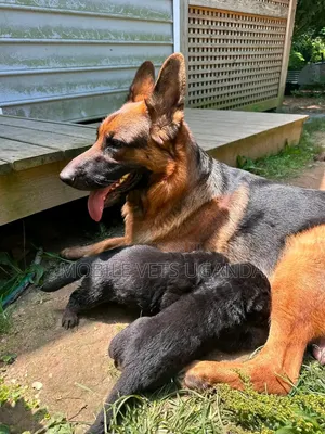 Female Purebred German Shepherd Puppy (1-3 Months)