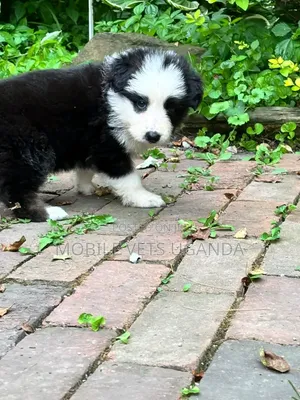 Female Purebred German Shepherd Puppy (1-3 Months)