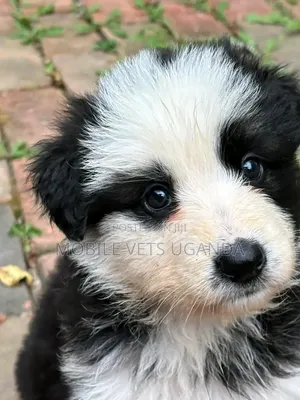3-6 Month Female Purebred Siberian Husky