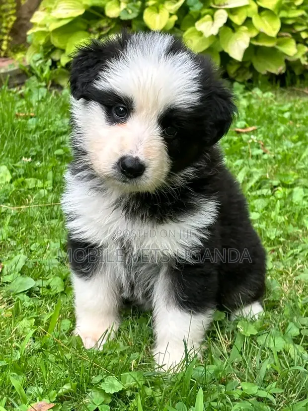 Female Purebred Siberian Husky Puppy (1-3 Months) - 1