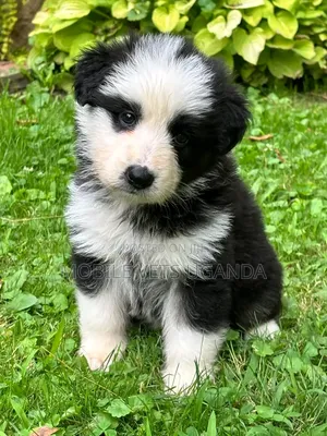 Female Purebred Siberian Husky Puppy (1-3 Months)