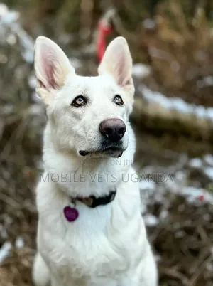 6-12 Month Male Purebred Siberian Husky