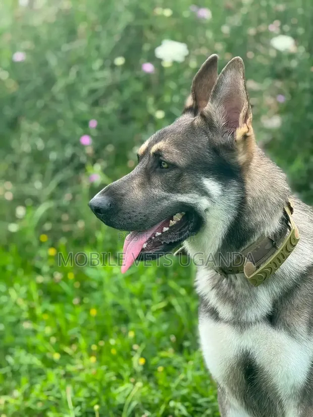 3-6 Month Male Purebred German Shepherd - 1