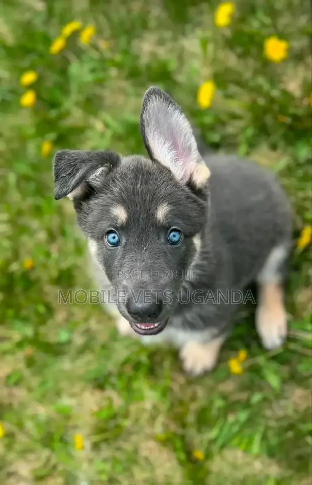 1-3 Month Old Male Purebred Siberian Husky Puppy - 1