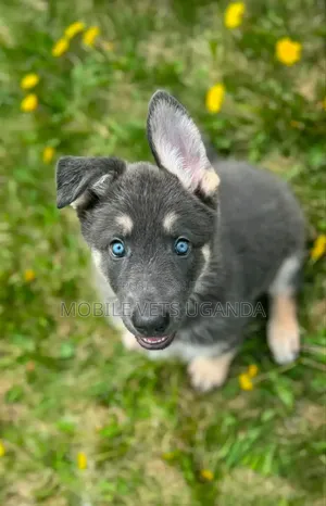 1-3 Month Old Male Purebred Siberian Husky Puppy