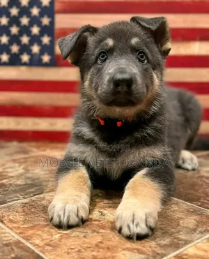 Female Purebred German Shepherd Puppy (1-3 Months)