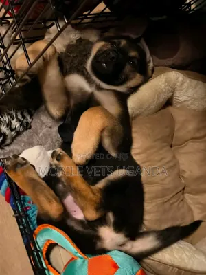 Male Purebred German Shepherd Puppy (1-3 Months)