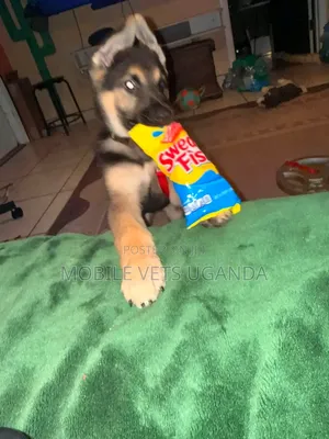 1-3 Month Old Male Purebred German Shepherd