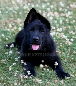 1-3 Month Male Purebred German Shepherd