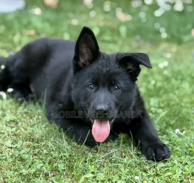Female Purebred German Shepherd Puppy (1-3 Months) - 1