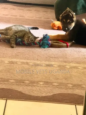1-3 Month Male Purebred German Shepherd Puppy