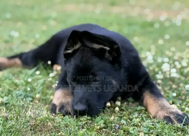 1-3 Month Male Purebred German Shepherd Puppy - 1