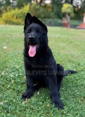 1-3 Month Male Purebred German Shepherd Puppy