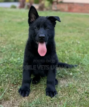 1-3 Month Male Purebred German Shepherd