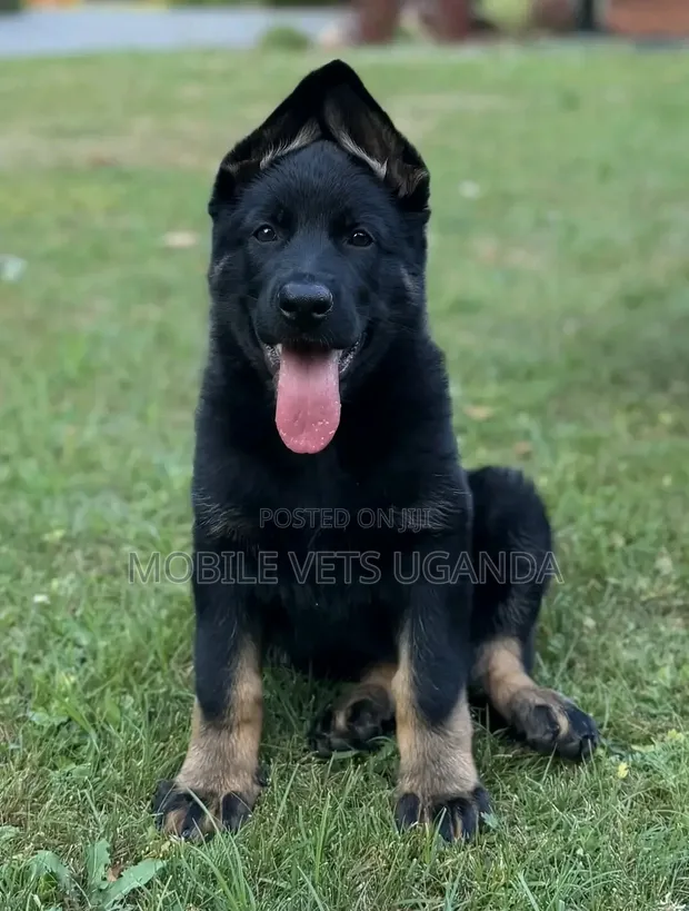 Female Purebred German Shepherd Puppy (1-3 Months) - 1
