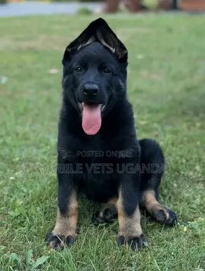 Female Purebred German Shepherd Puppy (1-3 Months)