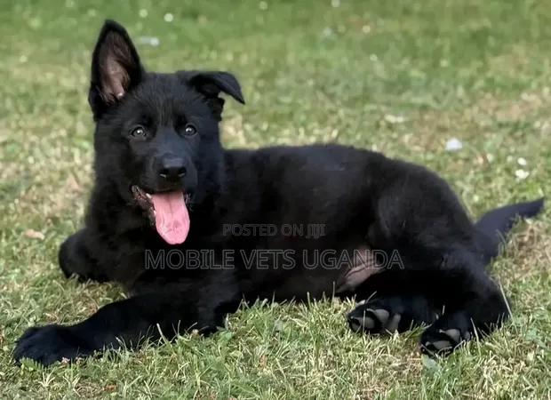 1-3 Month Male Purebred German Shepherd - 1