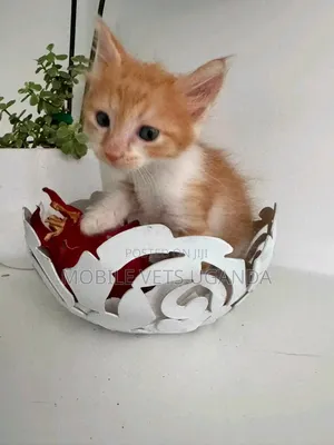 Female Exotic Kitten, 1-3 Months Old