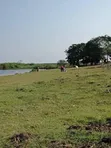 Lakefront Land for Sale in Buwaya-Entebbe - 3