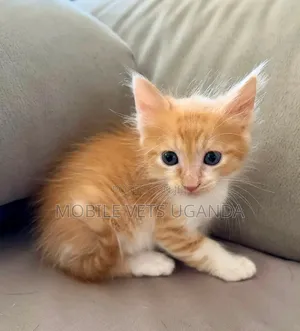 Female Purebred Bombay Kitten, 1-3 Months Old
