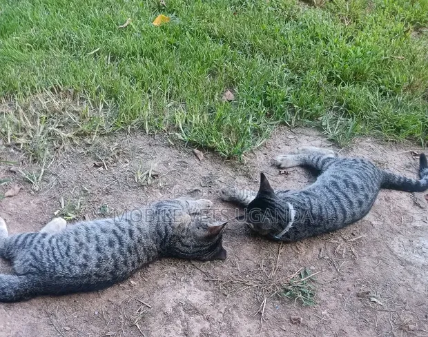 Female Purebred American Curl Kitten (1-3 Months) - 1