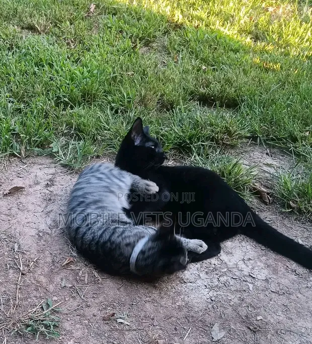 Female Purebred Bombay Kitten, 1-3 Months - 1