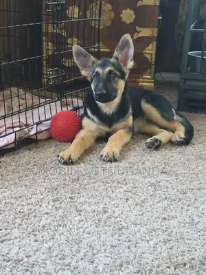 3-6 Month Male Purebred German Shepherd