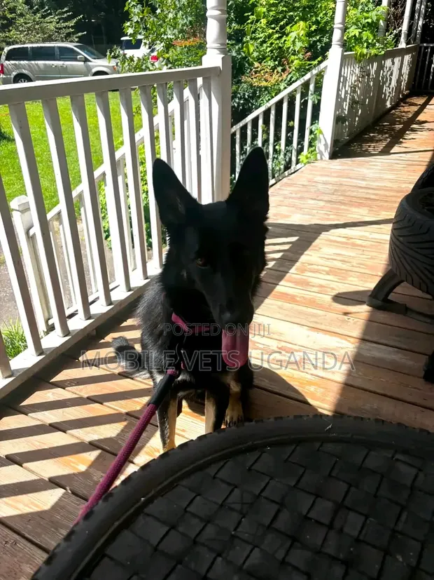 6-12 Month Male Purebred German Shepherd - 1