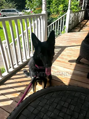 6-12 Month Male Purebred German Shepherd