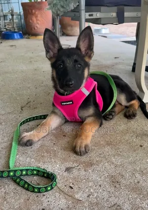 Female Purebred German Shepherd, 3-6 Months