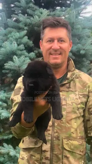 1-3 Month Old Male Purebred German Shepherd