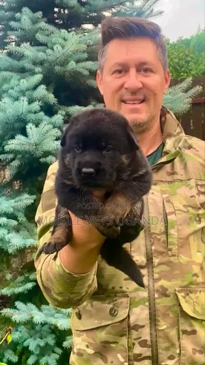 Female Purebred German Shepherd Puppy (0-1 Month)