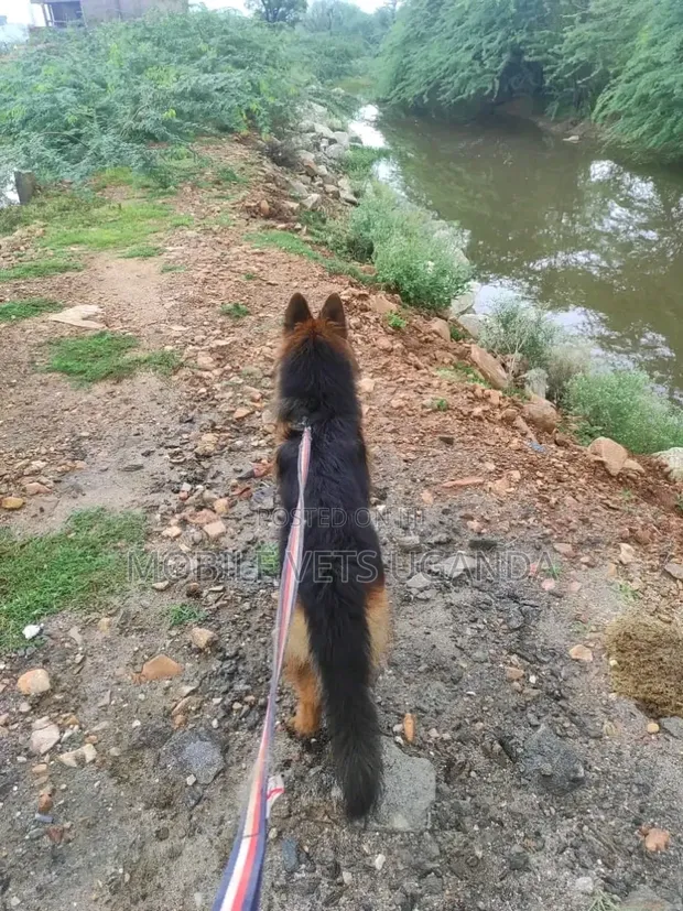3-6 Month Male Purebred German Shepherd - 1